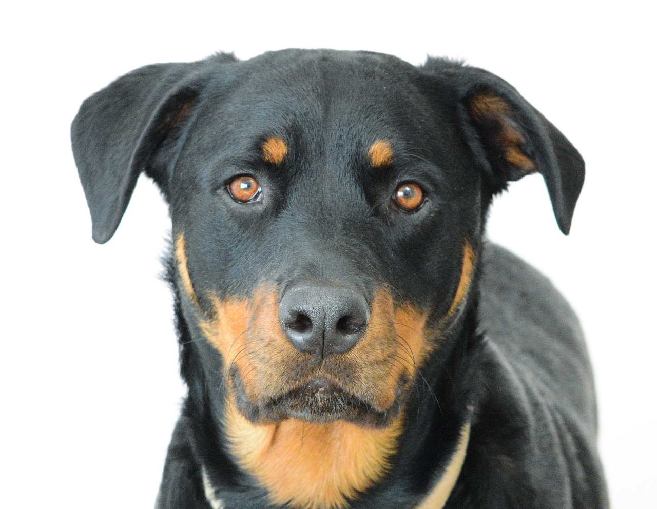 The Unique Features of Rottweilers